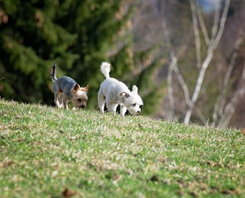 4Pfoten-Urlaub eine Spur verfolgen