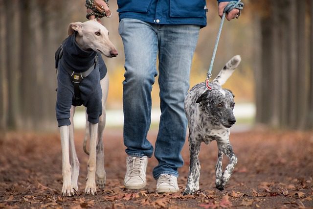 4Pfoten-Urlaub Leinentraining mit 2 Hunden