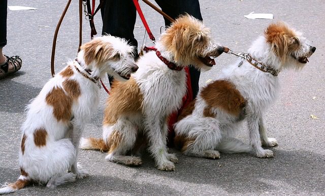 4Pfoten-Urlaub 3 entspannte Hunde an der Leine