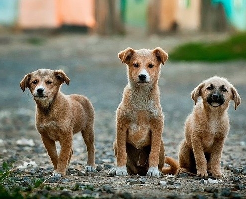 4Pfoten-Urlaub Tierschutzhunde