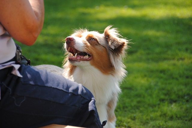 4Pfoten-Urlaub aufmerksamer Hund