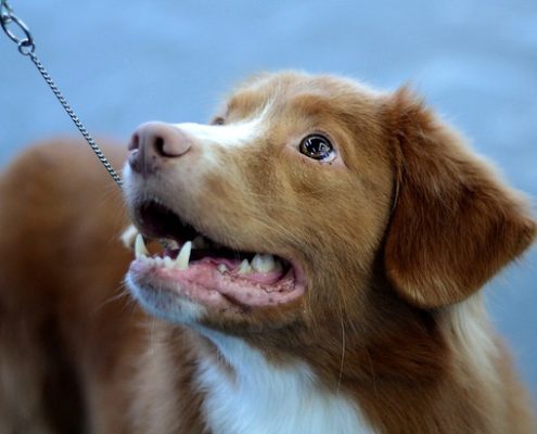 4Pfoten-Urlaub Hundeschule im Urlaub