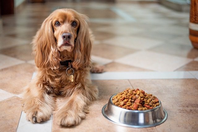 4Pfoten-Urlaub Hundefutter