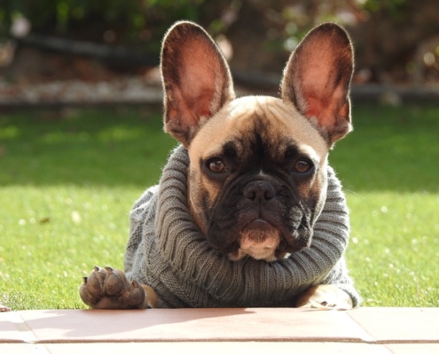4Pfoten-Urlaub der richtige Pullover für Hunde
