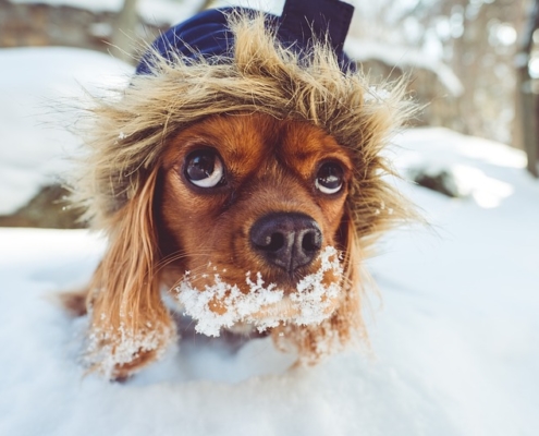 4Pfoten-Urlaub Hund im Winter