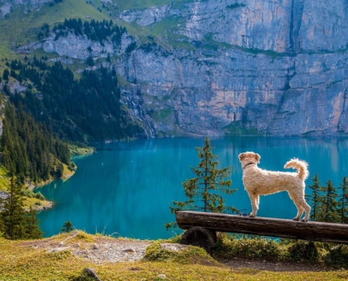 4Pfoten-Urlaub Reisen mit Hund