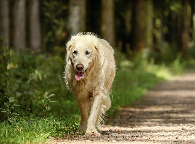 4Pfoten-Urlaub Bewegung für alte Hunde