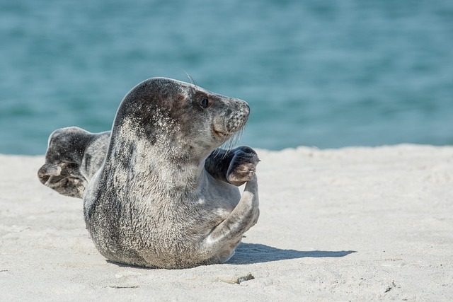 4Pfoten-Urlaub Strandrobbe