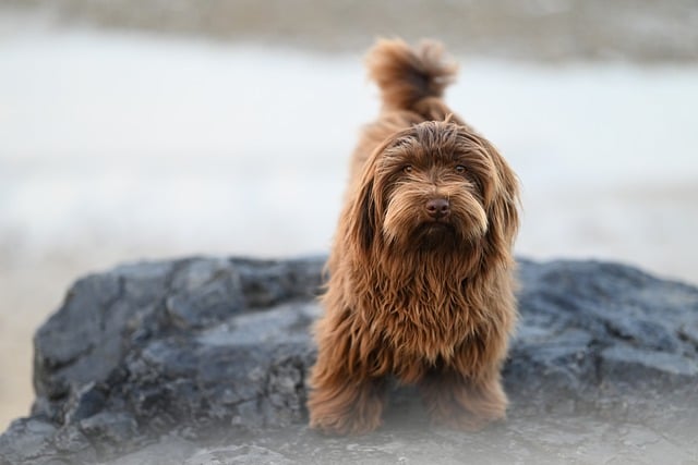 4Pfoten-Urlaub Cuxhaven mit Hund
