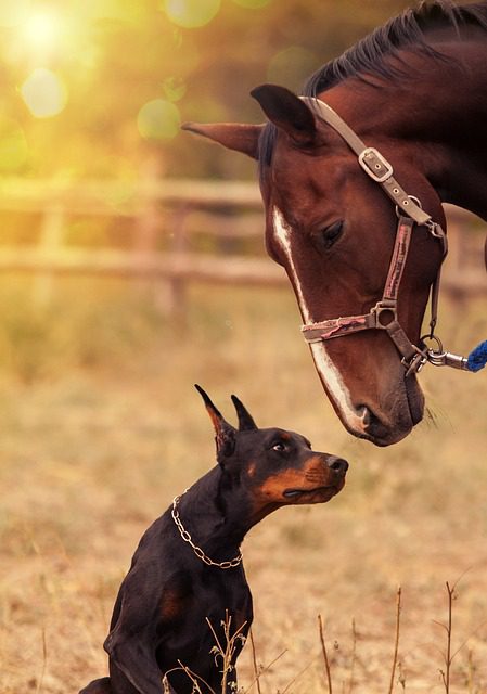 4Pfoten-Urlaub Urlaub mit Hund und Pferd