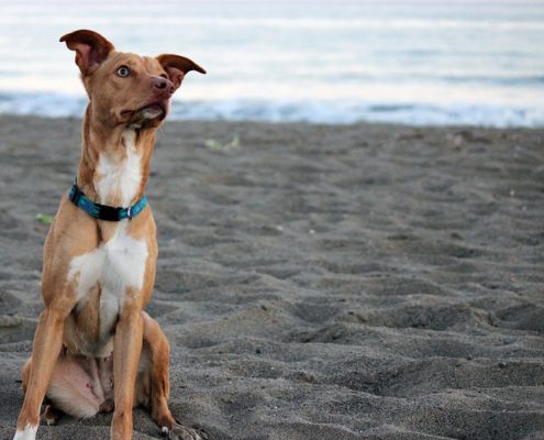 4Pfoten-Urlaub Tierschutzhunde 