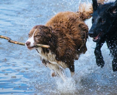 4Pfoten-Urlaub Hund und Wasser