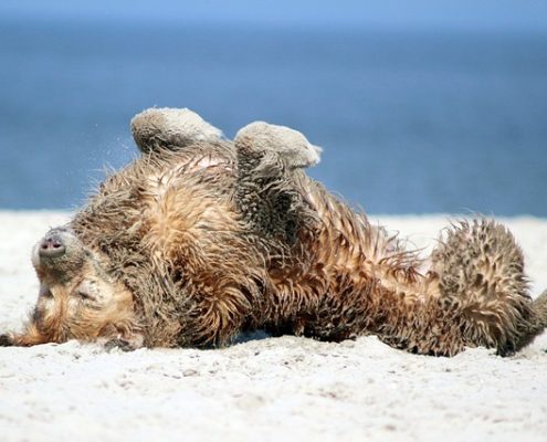 4Pfoten-Urlaub Strandurlaub mit Hund