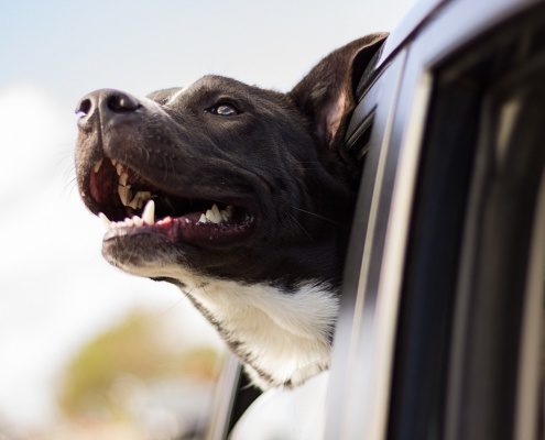 4Pfoten-Urlaub Mit dem Hund unterwegs