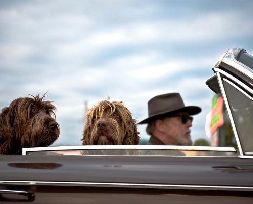 4Pfoten-Urlaub Hund unterwegs