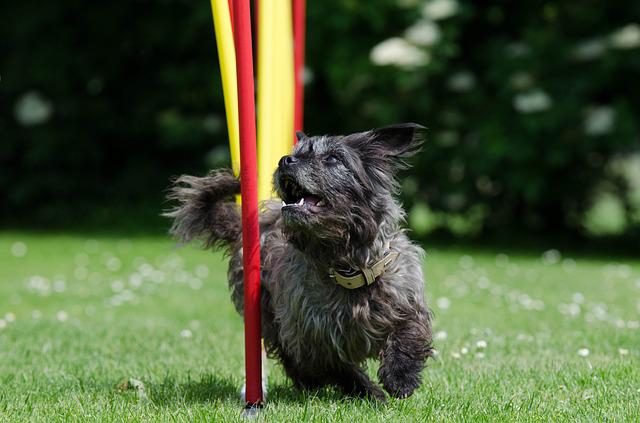 4Pfoten-Urlaub Hundesport