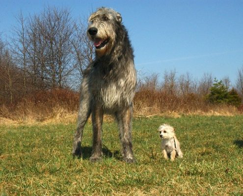 4Pfoten-Urlaub Hundebegegnungen