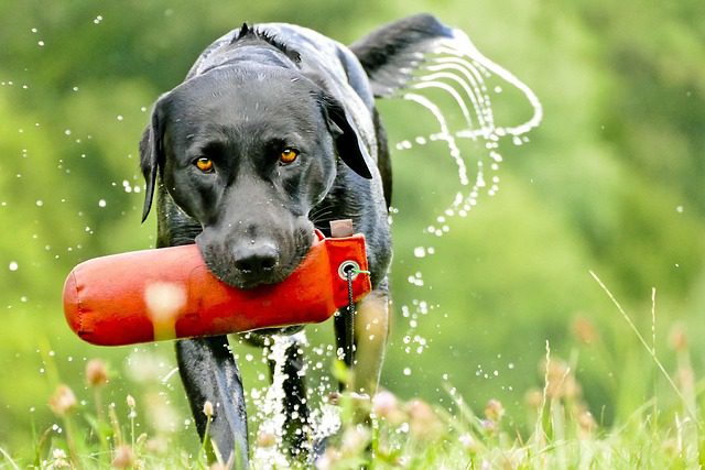 4Pfoten-Urlaub Dummy Training