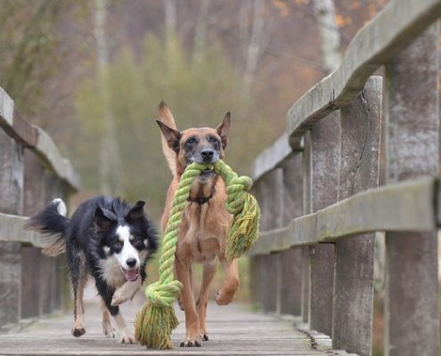 4Pfoten-Urlaub im Urlaub mit Hund für Entspannung sorgen