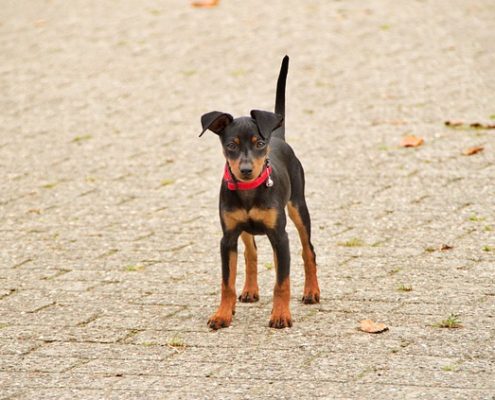 4Pfoten-Urlaub Zwergpinscher