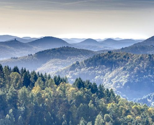 4Pfoten-Urlaub Wandern mit Hund im Pfälzerwald