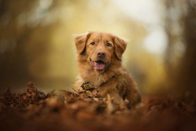 4Pfoten-Urlaub Urlaub mit dem Retriever