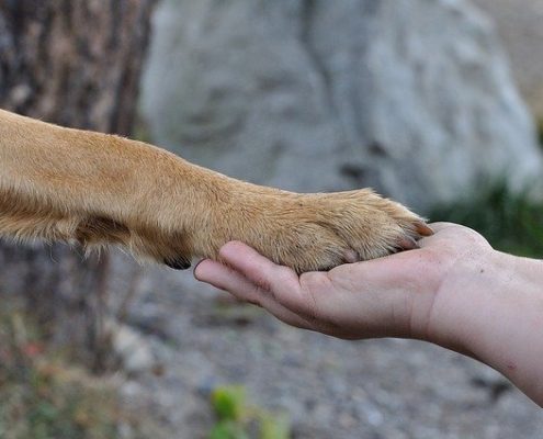 4Pfoten-Urlaub Reha für Hunde