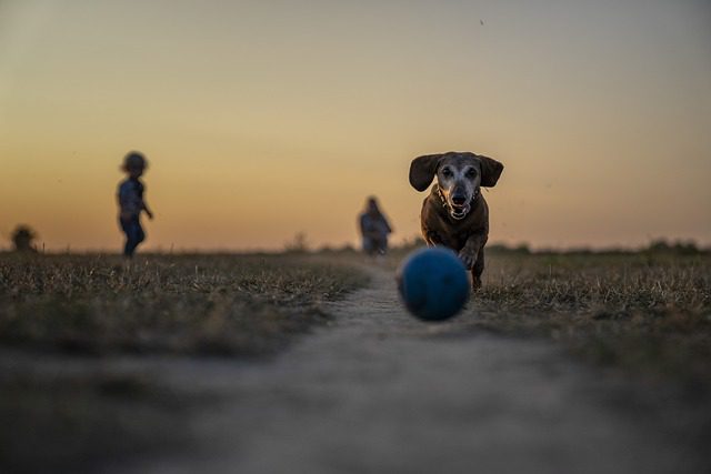 4Pfoten-Urlaub alten Hund beschäftigen