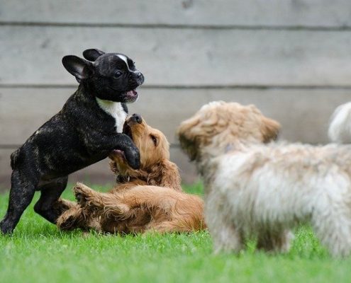 4Pfoten-Urlaub spielende Hunde