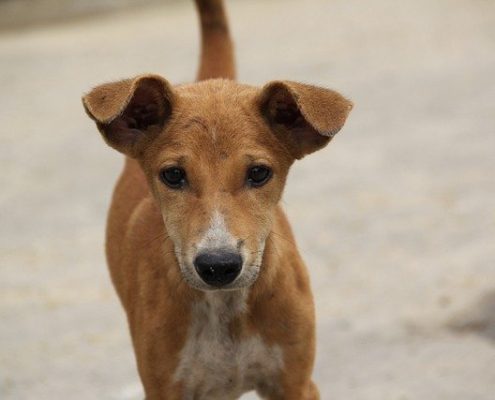 4Pfoten-Urlaub Hunde DNA Test