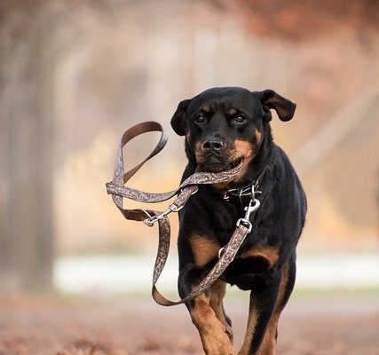 4Pfoten-Urlaub entspannter Hund