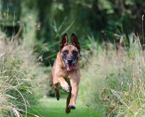 4Pfoten-Urlaub Hund rufen