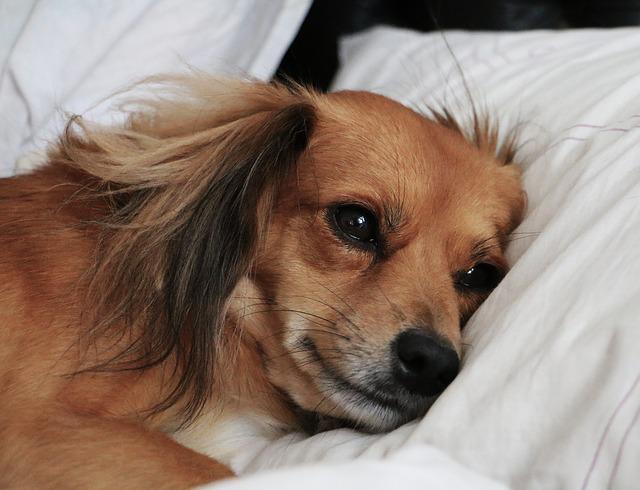 4Pfoten-Urlaub Hund mit Bauschschmerzen
