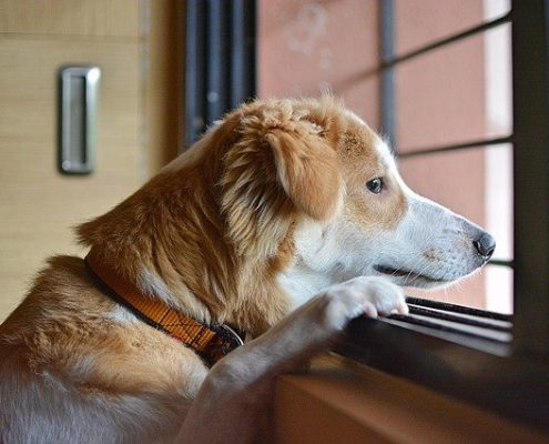 4Pfoten-Urlaub Einsamer Hund