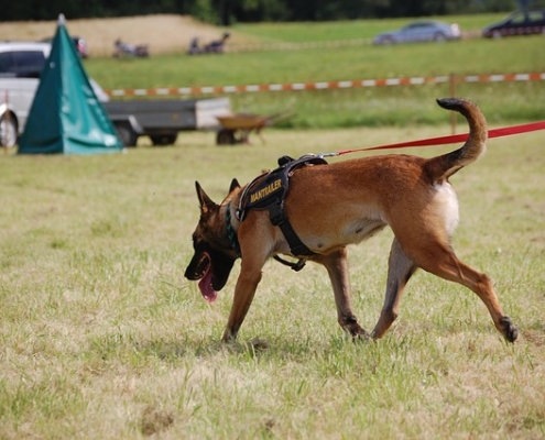 4Pfoten-Urlaub Rettungshund im Einsatz
