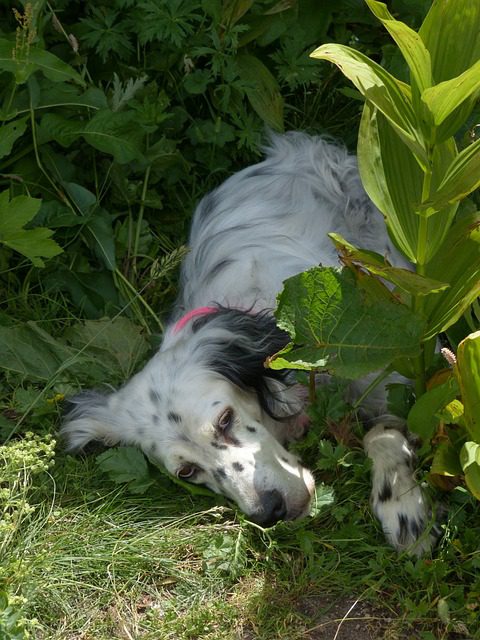 4Pfoten-Urlaub den Hund in den Schatten legen