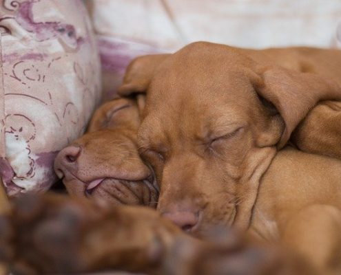 4Pfoten-Urlaub ruhende Hunde