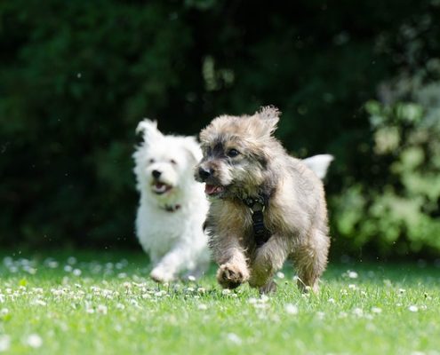 4Pfoten-Urlaub Mehrhundehaltung