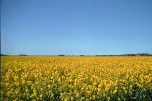 _image14