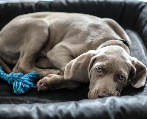 4Pfoten-Urlaub gelangweilter Hund