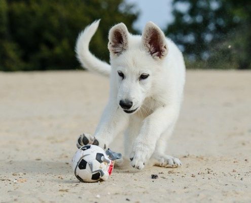 4Pfoten-Urlaub Hundestrand