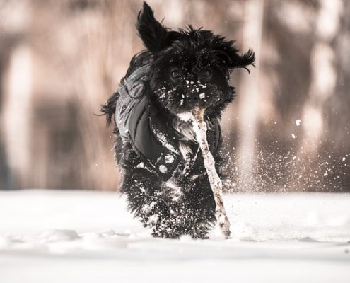 4Pfoten-Urlaub Wintermantel für Hunde